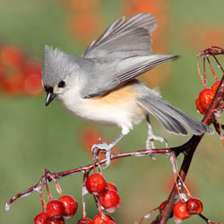 Tufted Titmouse on a berry bush