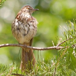 Brown Thrasher
