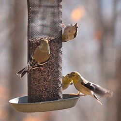 finch feeder