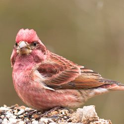 Purple Finch