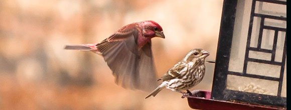 Purple Finches